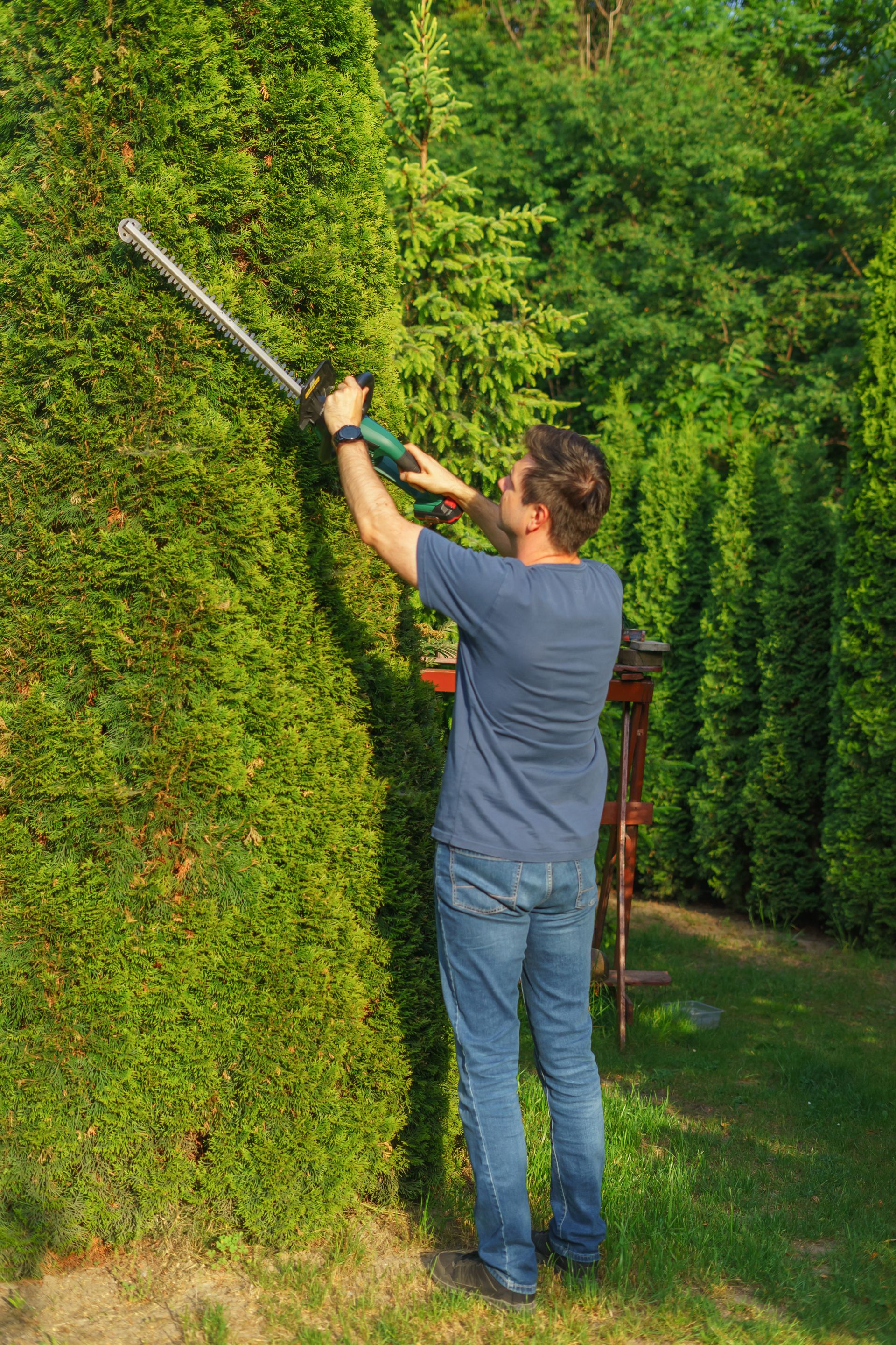 Worker trimming tall hedges with an electric trimmer
